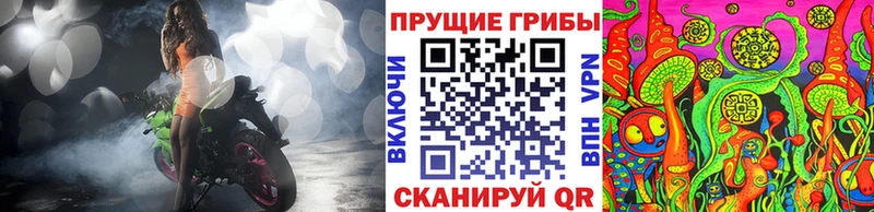 магазин продажи   Грайворон  Псилоцибиновые грибы Psilocybine cubensis 